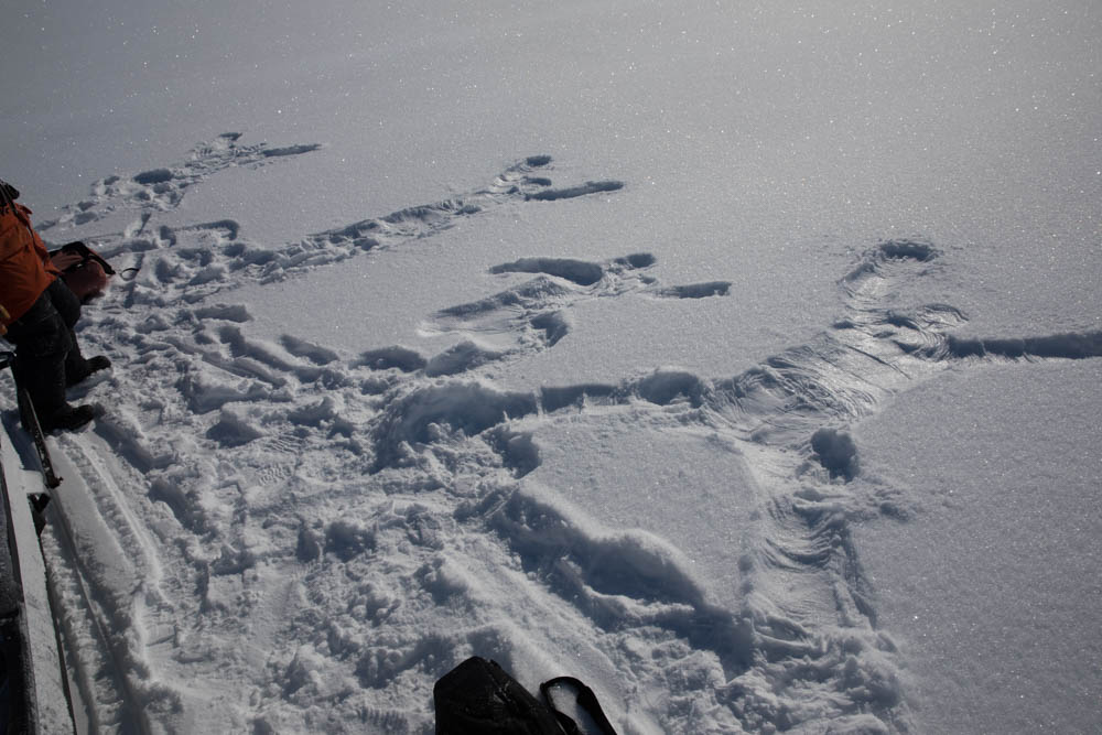 ӂӂ̐Ȃ̂Ől^ꂢɂ܂