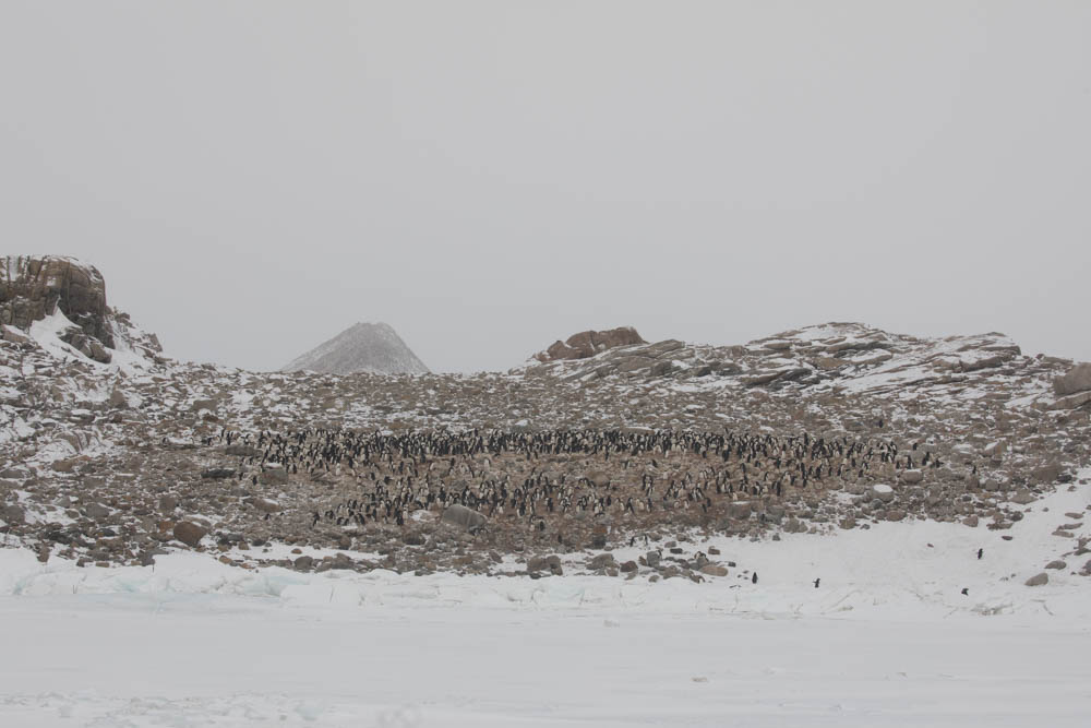 A͐Yt߂ɂăyMbJ[icnj܂